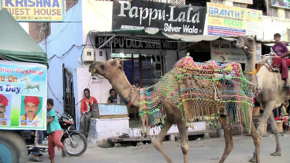 SchmuckKamel SchmuckKamel