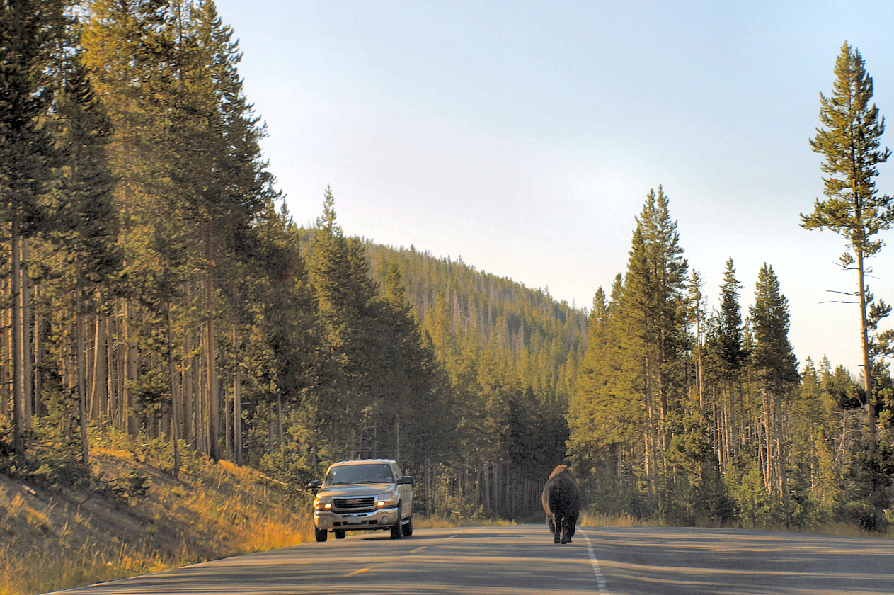 StraßenBison StraßenBison